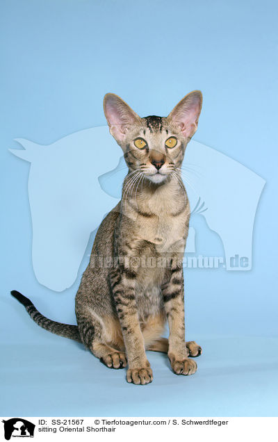 sitting Oriental Shorthair / SS-21567