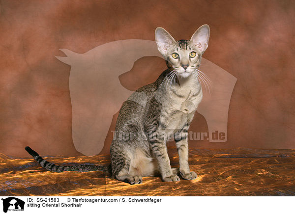 sitting Oriental Shorthair / SS-21583