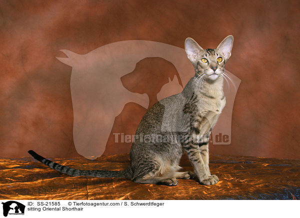 Orientalisch Kurzhaar / Oriental Shorthair / SS-21585