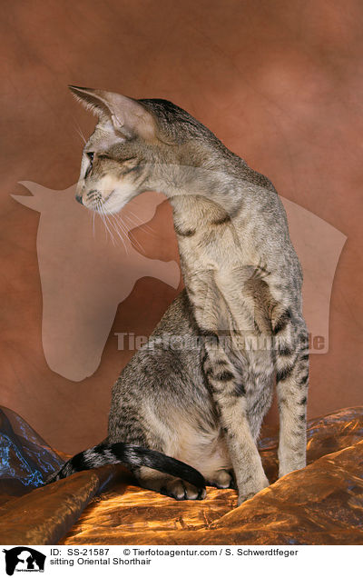 Orientalisch Kurzhaar / Oriental Shorthair / SS-21587