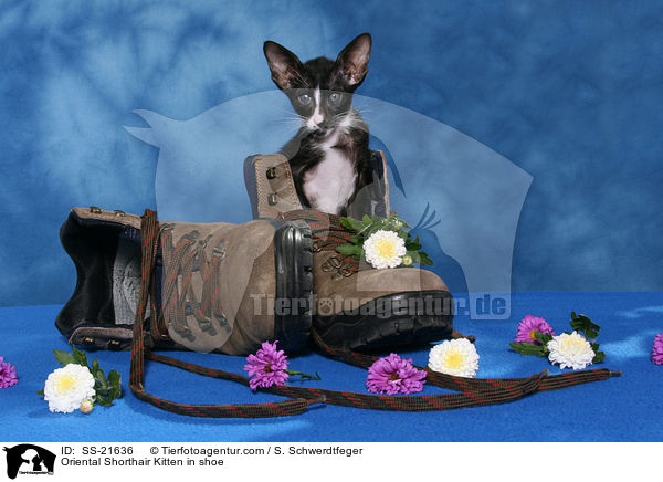 Orientalisch Kurzhaar Ktzchen / Oriental Shorthair Kitten / SS-21636