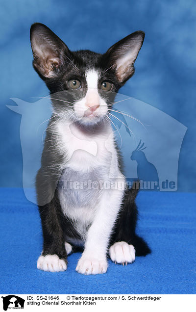 sitting Oriental Shorthair Kitten / SS-21646