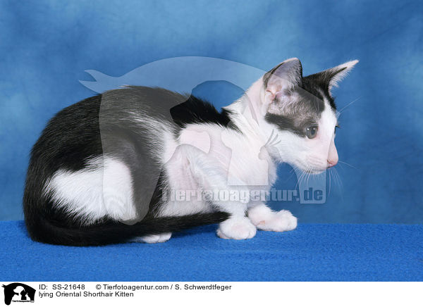 lying Oriental Shorthair Kitten / SS-21648