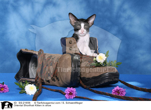 Orientalisch Kurzhaar Ktzchen / Oriental Shorthair Kitten / SS-21656