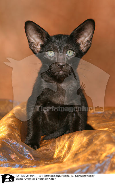 Orientalisch Kurzhaar Ktzchen / Oriental Shorthair Kitten / SS-21664