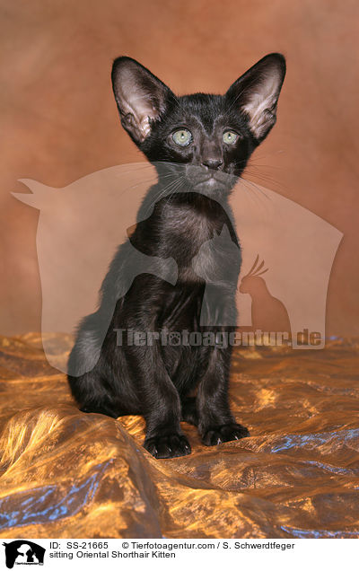 Orientalisch Kurzhaar Ktzchen / Oriental Shorthair Kitten / SS-21665