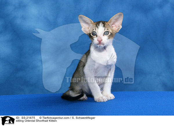 sitting Oriental Shorthair Kitten / SS-21675