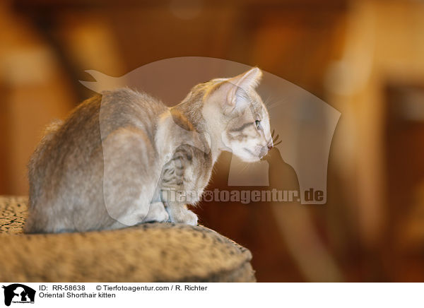 Oriental Shorthair kitten / RR-58638