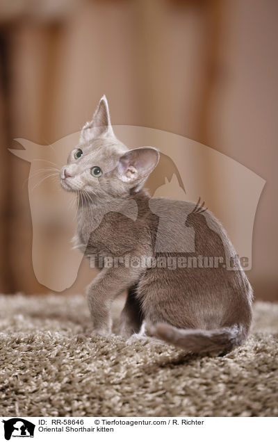 Oriental Shorthair kitten / RR-58646