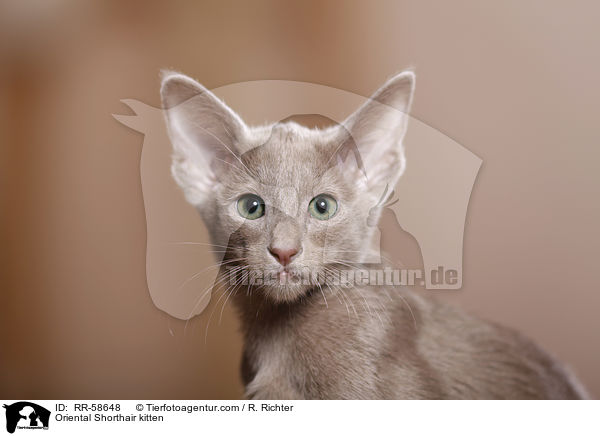 Oriental Shorthair kitten / RR-58648