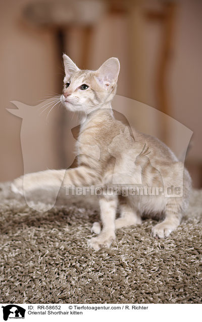 Oriental Shorthair kitten / RR-58652