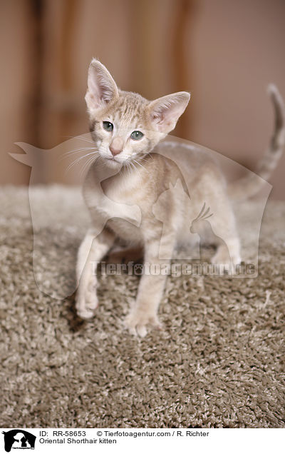 Oriental Shorthair kitten / RR-58653