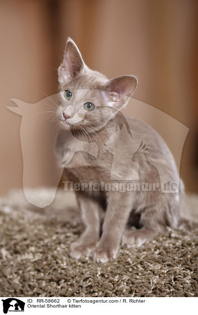 Oriental Shorthair kitten / RR-58662