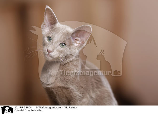 Oriental Shorthair kitten / RR-58664