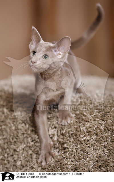 Oriental Shorthair kitten / RR-58665