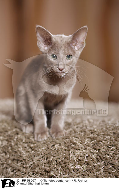 Oriental Shorthair kitten / RR-58667