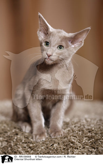 Oriental Shorthair kitten / RR-58668