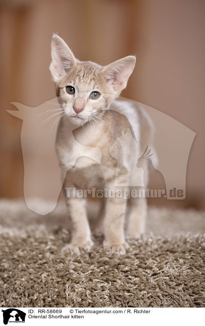 Oriental Shorthair kitten / RR-58669