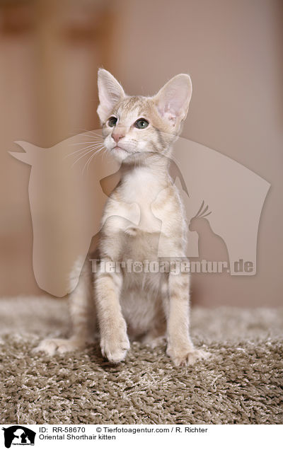 Oriental Shorthair kitten / RR-58670