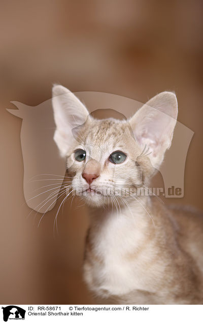 Oriental Shorthair kitten / RR-58671