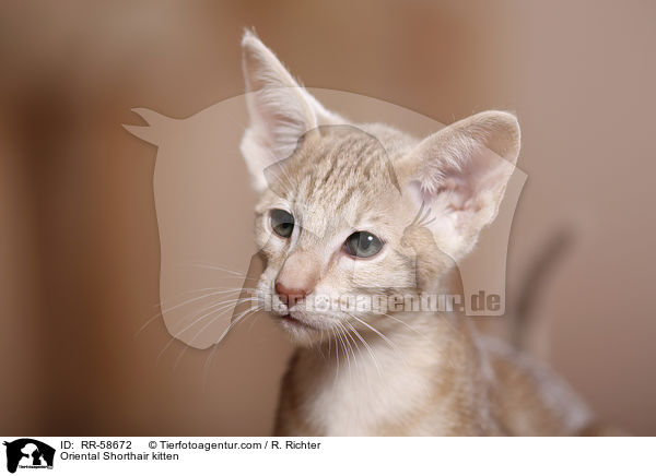Oriental Shorthair kitten / RR-58672