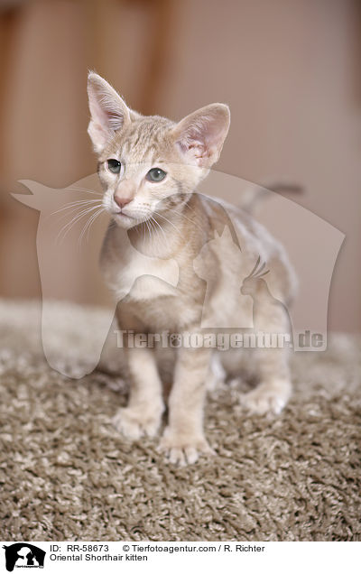 Oriental Shorthair kitten / RR-58673