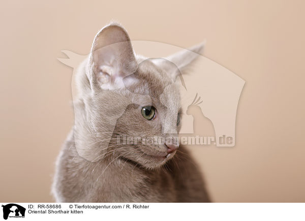 Oriental Shorthair kitten / RR-58686