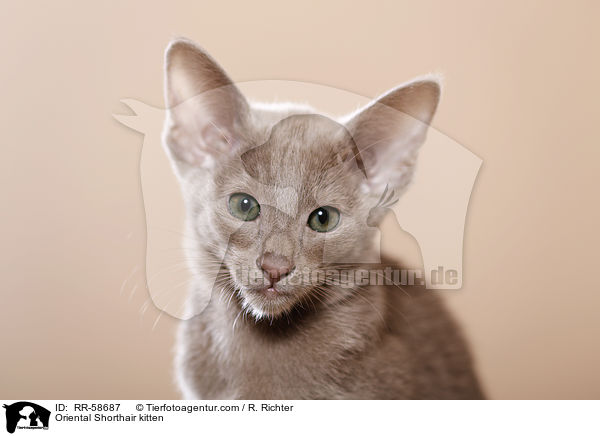 Oriental Shorthair kitten / RR-58687