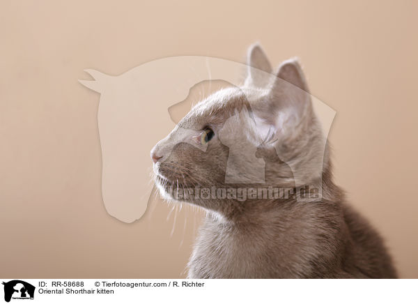 Oriental Shorthair kitten / RR-58688