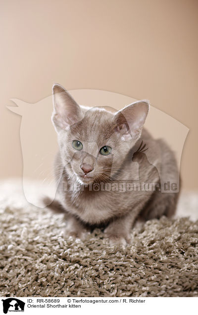Oriental Shorthair kitten / RR-58689