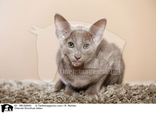 Oriental Shorthair kitten / RR-58690