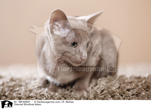 Oriental Shorthair kitten / RR-58691