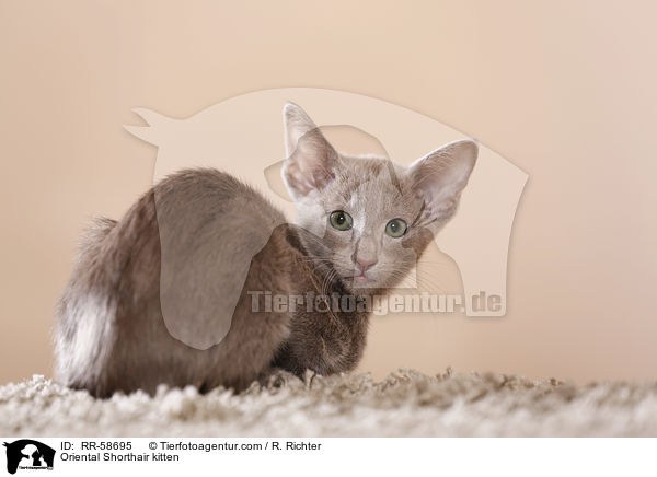 Oriental Shorthair kitten / RR-58695