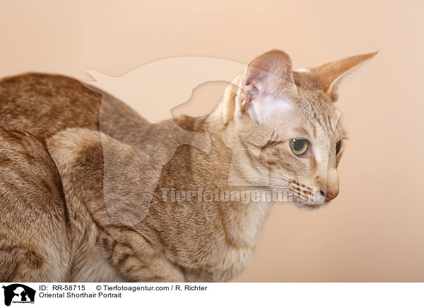 Orientalisch Kurzhaar Portrait / Oriental Shorthair Portrait / RR-58715