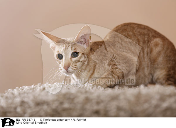 liegende Orientalisch Kurzhaar / lying Oriental Shorthair / RR-58718