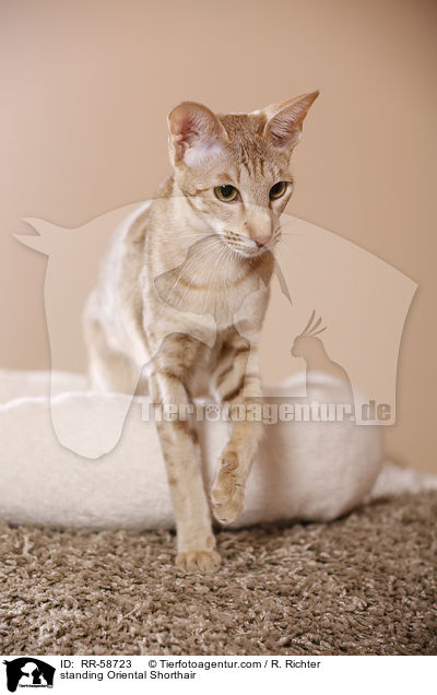 stehende Orientalisch Kurzhaar / standing Oriental Shorthair / RR-58723