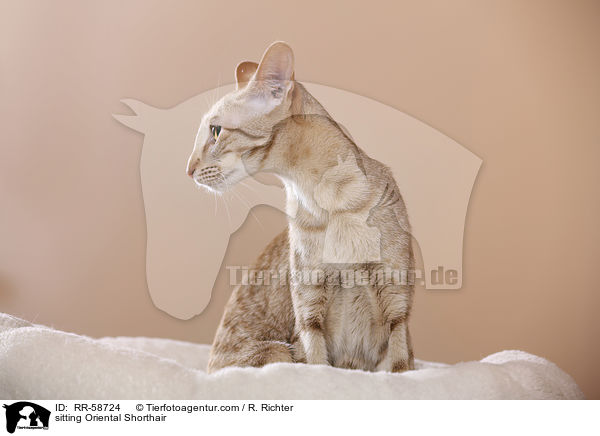 sitzende Orientalisch Kurzhaar / sitting Oriental Shorthair / RR-58724