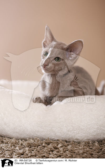 Oriental Shorthair kitten / RR-58726