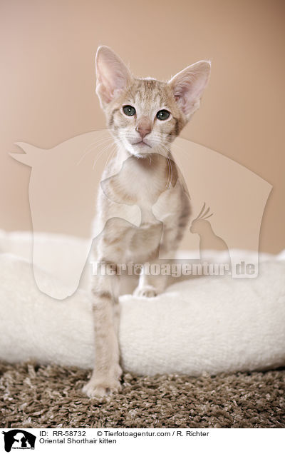 Oriental Shorthair kitten / RR-58732