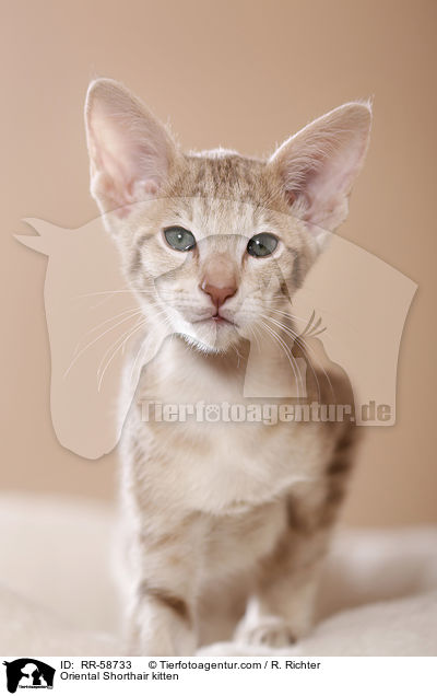 Oriental Shorthair kitten / RR-58733