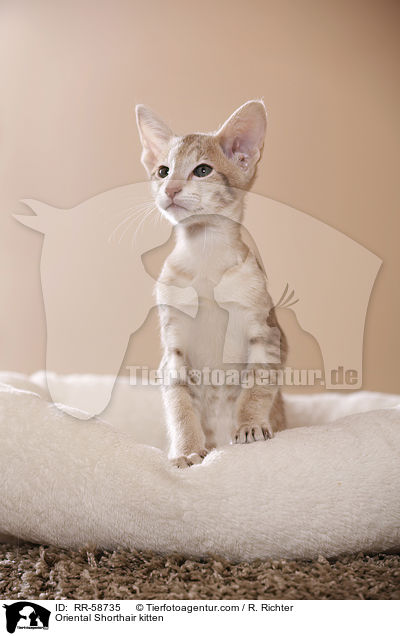 Oriental Shorthair kitten / RR-58735