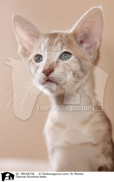 Oriental Shorthair kitten / RR-58736