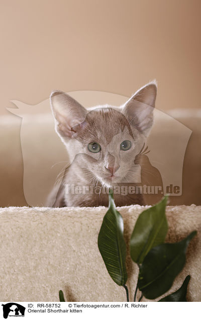 Oriental Shorthair kitten / RR-58752