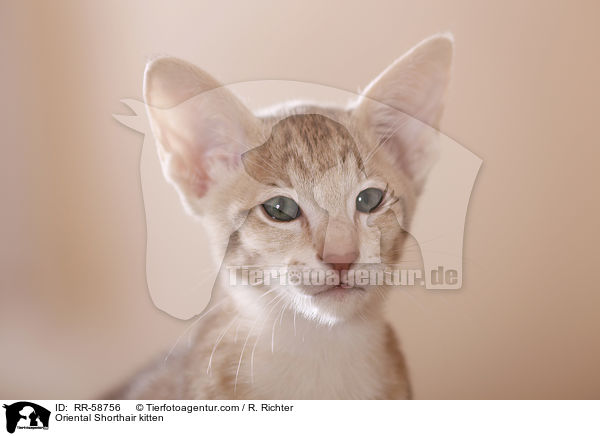 Oriental Shorthair kitten / RR-58756