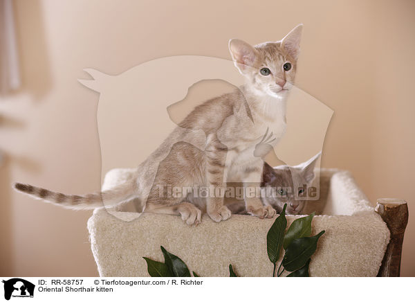 Oriental Shorthair kitten / RR-58757