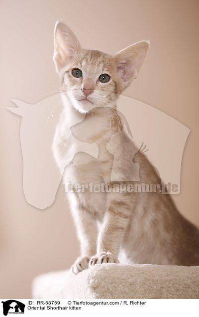 Oriental Shorthair kitten / RR-58759