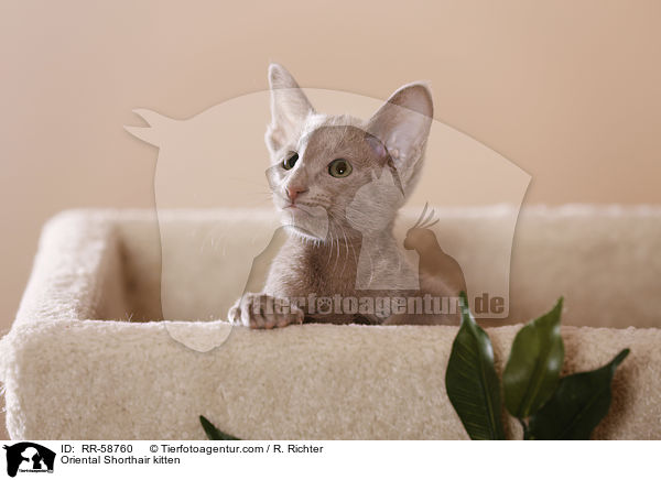 Oriental Shorthair kitten / RR-58760