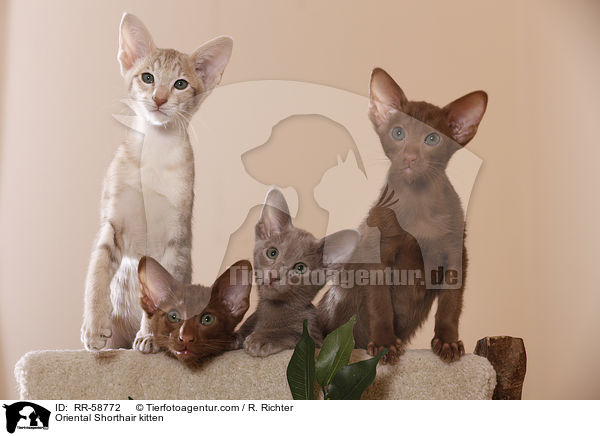 Oriental Shorthair kitten / RR-58772