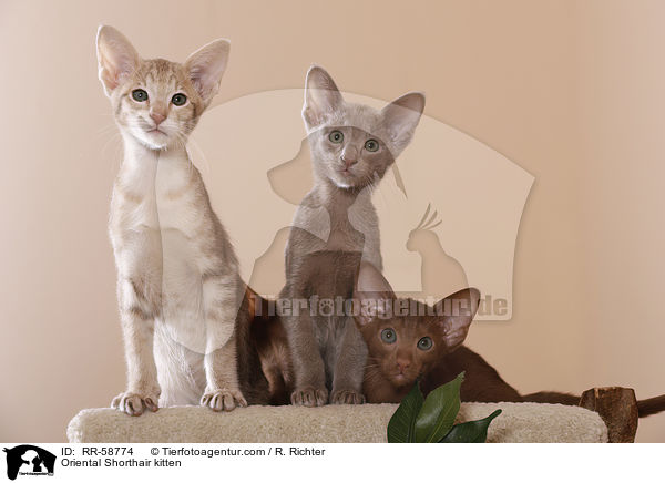 Oriental Shorthair kitten / RR-58774