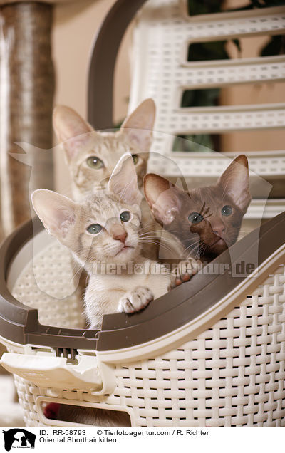 Oriental Shorthair kitten / RR-58793